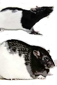 J�mf�relse med en normal r�tta och en genetiskt manipulerat fet r�tta, Zucker rat.